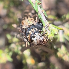 Lomera zophopepla at Bungendore, NSW - 27 Dec 2024