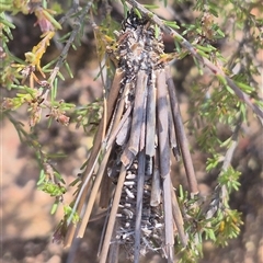 Lomera zophopepla at Bungendore, NSW - suppressed