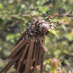 Lomera zophopepla at Bungendore, NSW - 27 Dec 2024