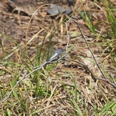 Orthetrum caledonicum (Blue Skimmer) at Kambah, ACT - 27 Dec 2024 by LineMarie