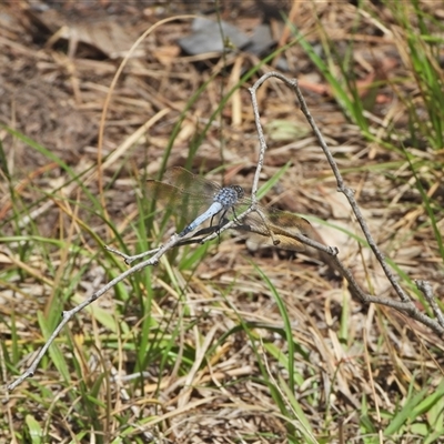 Orthetrum caledonicum (Blue Skimmer) at Kambah, ACT - 27 Dec 2024 by LinePerrins