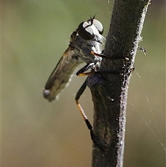 Cerdistus sp. (genus) (Slender Robber Fly) at Hall, ACT - 24 Dec 2024 by betchern0t