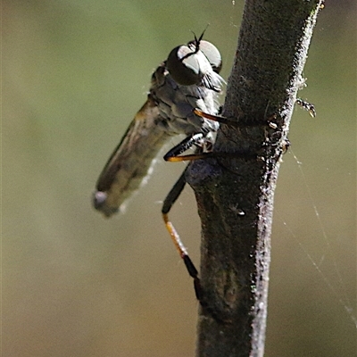 Asilidae (family) at Hall, ACT - 23 Dec 2024 by betchern0t