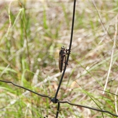 Unidentified Robber fly (Asilidae) at Kambah, ACT - 27 Dec 2024 by LinePerrins