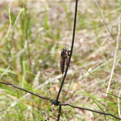 Neoaratus hercules (Herculean Robber Fly) at Kambah, ACT - 27 Dec 2024 by LineMarie