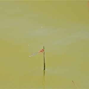 Xanthagrion erythroneurum at Kambah, ACT - 27 Dec 2024 12:45 PM