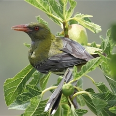Oriolus sagittatus (Olive-backed Oriole) at Yarralumla, ACT - 27 Dec 2024 by TimL