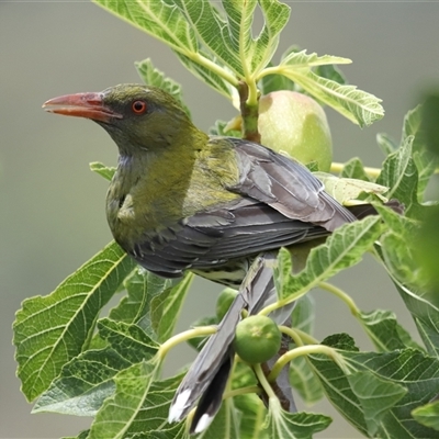 Oriolus sagittatus (Olive-backed Oriole) at Yarralumla, ACT - 27 Dec 2024 by TimL