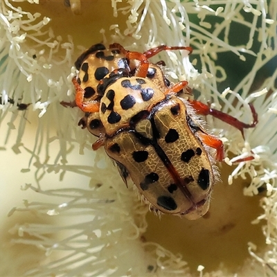 Neorrhina punctata (Spotted flower chafer) at Wodonga, VIC - 24 Dec 2024 by KylieWaldon