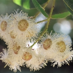 Angophora sp. (Angophora species) at Wodonga, VIC - 24 Dec 2024 by KylieWaldon