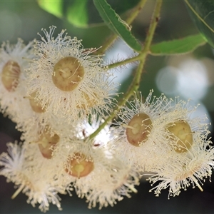 Angophora sp. (Angophora species) at Wodonga, VIC by KylieWaldon