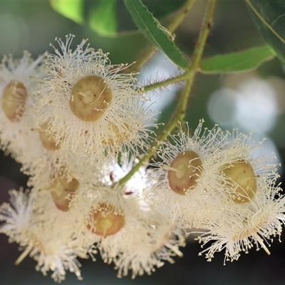 Angophora sp. (Angophora species) at Wodonga, VIC - 24 Dec 2024 by KylieWaldon