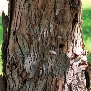 Angophora sp. at Wodonga, VIC - 24 Dec 2024 02:19 PM