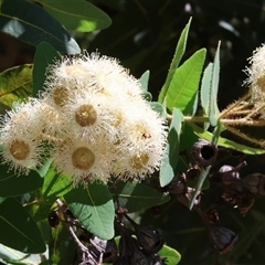 Angophora sp. at Wodonga, VIC - 24 Dec 2024 02:19 PM