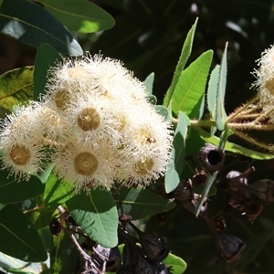 Angophora (genus) at Wodonga, VIC - 24 Dec 2024 02:19 PM