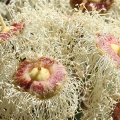 Angophora sp. at Wodonga, VIC - 24 Dec 2024 02:19 PM