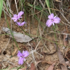 Thysanotus tuberosus subsp. tuberosus (Common Fringe-lily) at Ulladulla, NSW - 26 Dec 2024 by Clarel