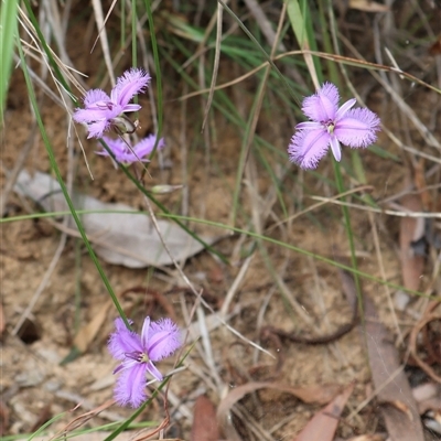 Thysanotus tuberosus subsp. tuberosus (Common Fringe-lily) at Ulladulla, NSW - 27 Dec 2024 by Clarel