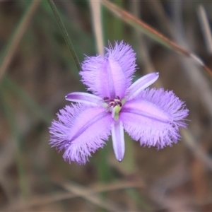 Thysanotus tuberosus subsp. tuberosus at Ulladulla, NSW - 27 Dec 2024