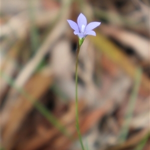 Wahlenbergia gracilis at Ulladulla, NSW - 27 Dec 2024