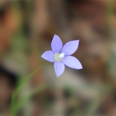 Wahlenbergia gracilis at Ulladulla, NSW - 27 Dec 2024 09:21 AM