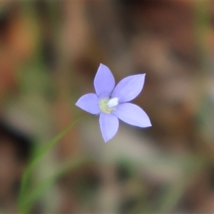 Wahlenbergia gracilis at Ulladulla, NSW - 27 Dec 2024