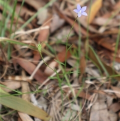 Wahlenbergia gracilis at Ulladulla, NSW - 27 Dec 2024