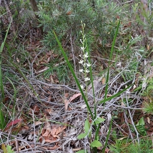 Lomatia ilicifolia at Ulladulla, NSW - 27 Dec 2024 09:22 AM