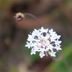 Trachymene incisa (Native Parsnip) at Ulladulla, NSW - 26 Dec 2024 by Clarel