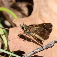 Toxidia parvula (Banded Grass-skipper) at Mongarlowe, NSW - 8 Dec 2024 by LisaH