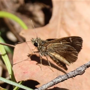 Toxidia parvula at Mongarlowe, NSW - 8 Dec 2024