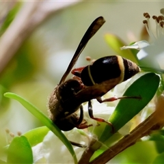 Eumeninae (subfamily) (Unidentified Potter wasp) at Mongarlowe, NSW - 8 Dec 2024 by LisaH