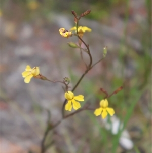 Goodenia paniculata at Ulladulla, NSW - 27 Dec 2024 09:26 AM