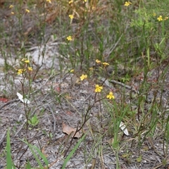 Goodenia paniculata at Ulladulla, NSW - 27 Dec 2024