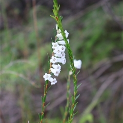 Epacris obtusifolia (Blunt-leaf Heath) at Ulladulla, NSW - 26 Dec 2024 by Clarel