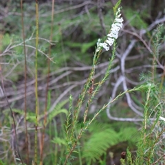 Epacris obtusifolia at Ulladulla, NSW - 27 Dec 2024