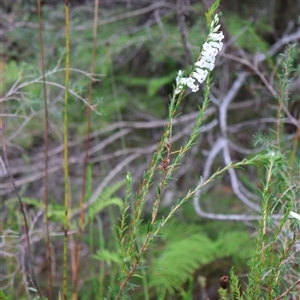 Epacris obtusifolia at Ulladulla, NSW - 27 Dec 2024 09:28 AM