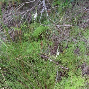 Epacris obtusifolia at Ulladulla, NSW - 27 Dec 2024