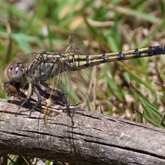 Orthetrum caledonicum (Blue Skimmer) at Mongarlowe, NSW - 8 Dec 2024 by LisaH