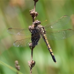 Orthetrum caledonicum at Mongarlowe, NSW - 8 Dec 2024