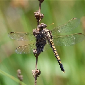 Orthetrum caledonicum at Mongarlowe, NSW - 8 Dec 2024