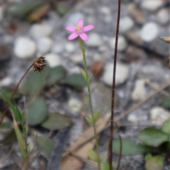 Centaurium tenuiflorum (Branched Centaury) at Ulladulla, NSW - 27 Dec 2024 by Clarel