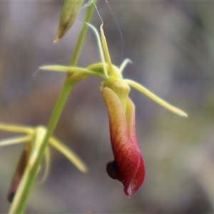 Cryptostylis subulata at Ulladulla, NSW - suppressed