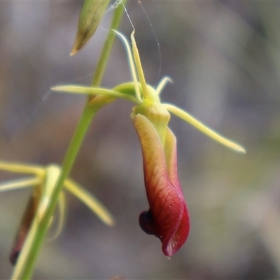 Cryptostylis subulata (Cow Orchid) at Ulladulla, NSW - 27 Dec 2024 by Clarel