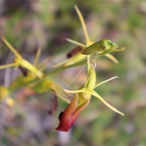 Cryptostylis subulata at Ulladulla, NSW - suppressed