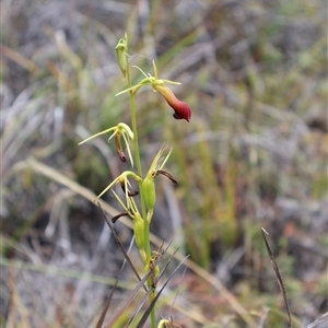 Cryptostylis subulata at Ulladulla, NSW - suppressed