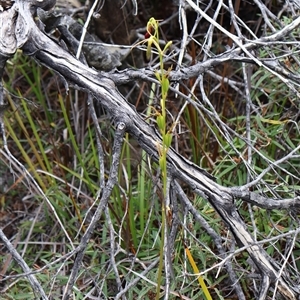 Cryptostylis subulata at Ulladulla, NSW - suppressed