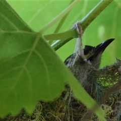 Caligavis chrysops (Yellow-faced Honeyeater) at Mongarlowe, NSW - 8 Dec 2024 by LisaH