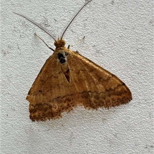 Scopula rubraria at Aranda, ACT - 27 Dec 2024