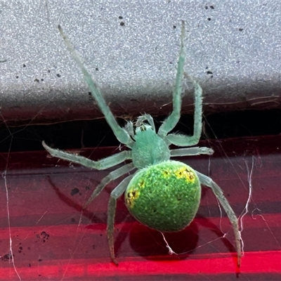 Araneus circulissparsus (species group) at Canberra, ACT - 1 Dec 2024 by LisaH